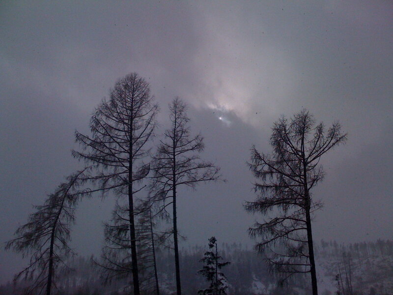 Silhouetted Trees in Snow — Gray