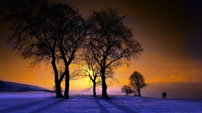 Silhouetted Trees in Snow — Orange, Dramatic, Winter