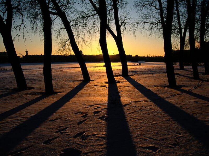 Silhouetted Trees in Snow — Orange