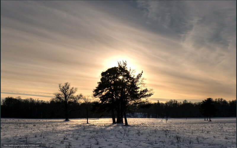 Silhouetted Trees in Snow — White