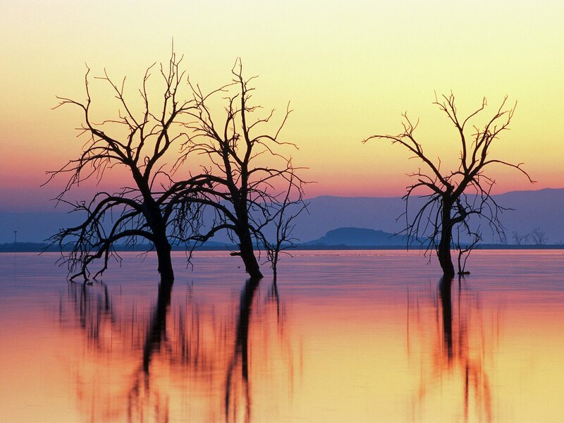 Silhouetted trees in sunset
