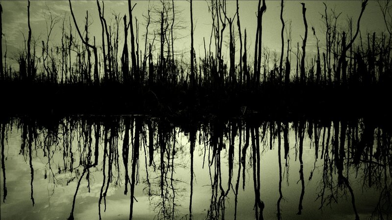 Silhouetted trees in swamp
