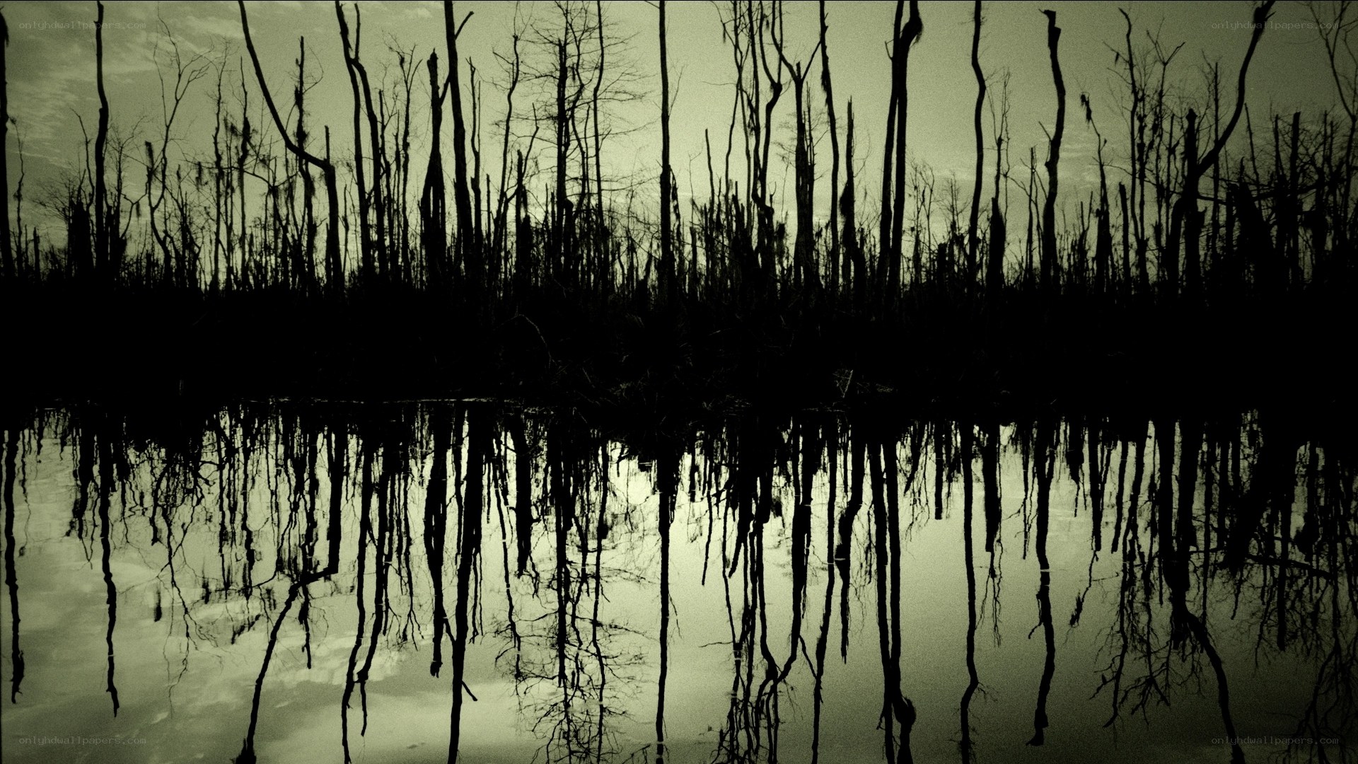 Silhouetted trees in swamp