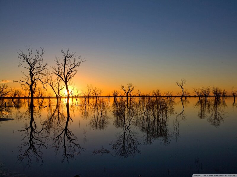 Silhouetted Trees in Water — Blue, Serene, Sunset, Photograph, Sky, Sun