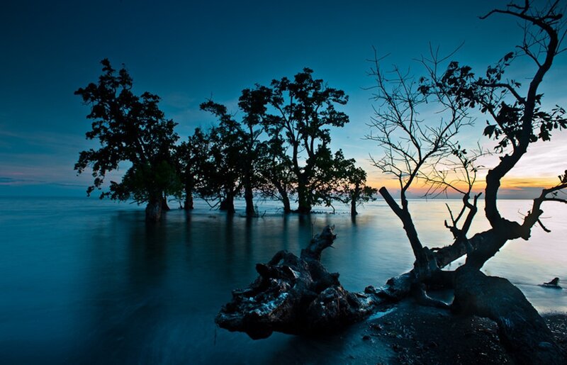 Silhouetted Trees in Water — Blue, Serene, Sunset, Photograph