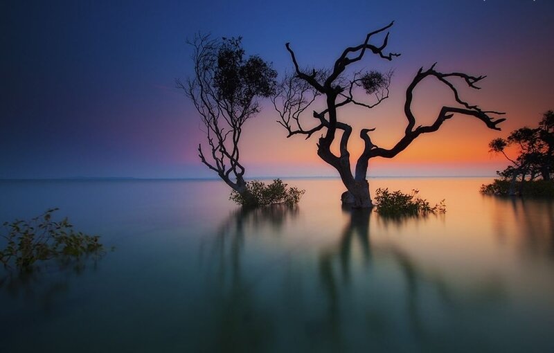 Silhouetted Trees in Water — Blue, Serene, Sunset