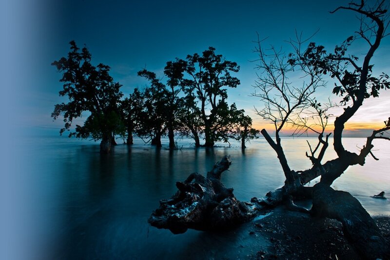 Silhouetted Trees in Water — Blue, Serene
