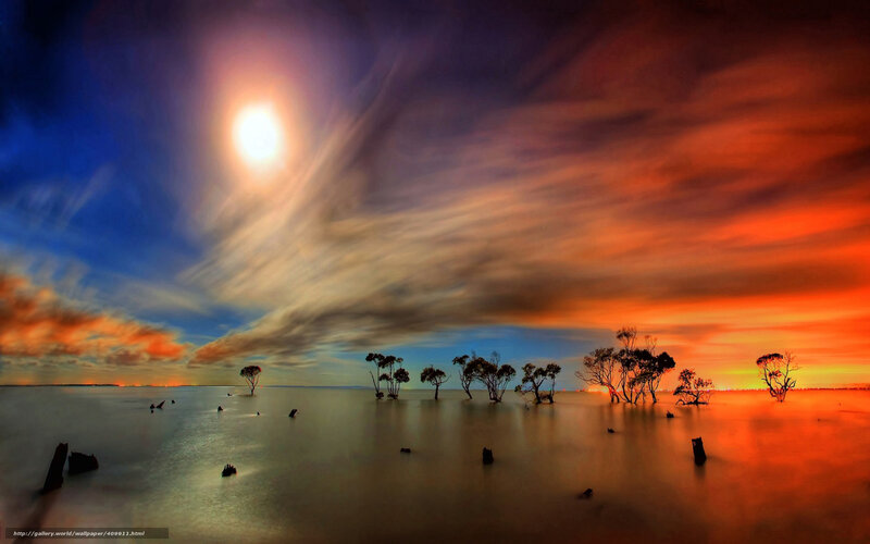 Silhouetted Trees in Water — Orange, Dramatic, Sunset, Photograph