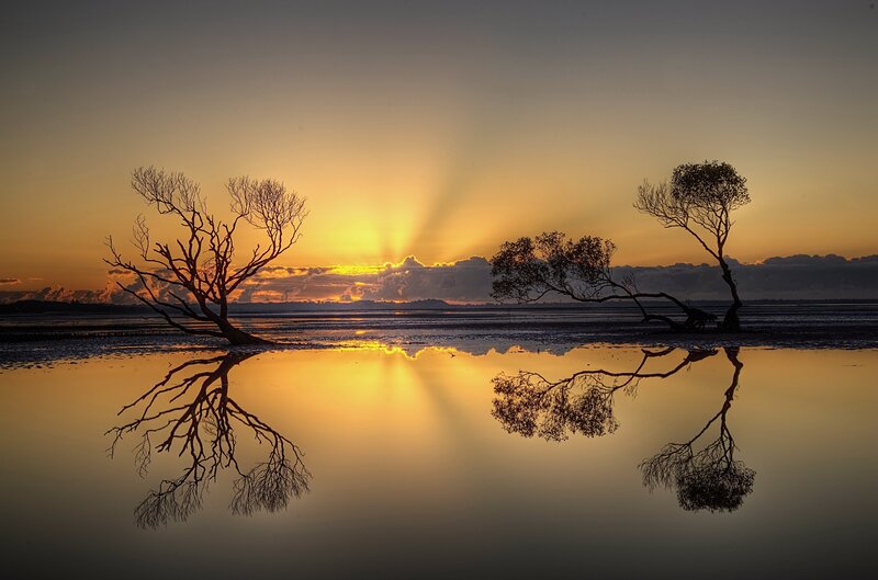 Silhouetted Trees in Water — Orange, Serene, Sunrise, Photograph