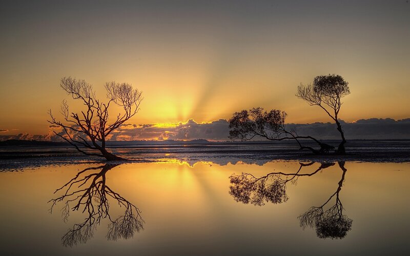 Silhouetted Trees in Water — Orange, Serene, Sunrise