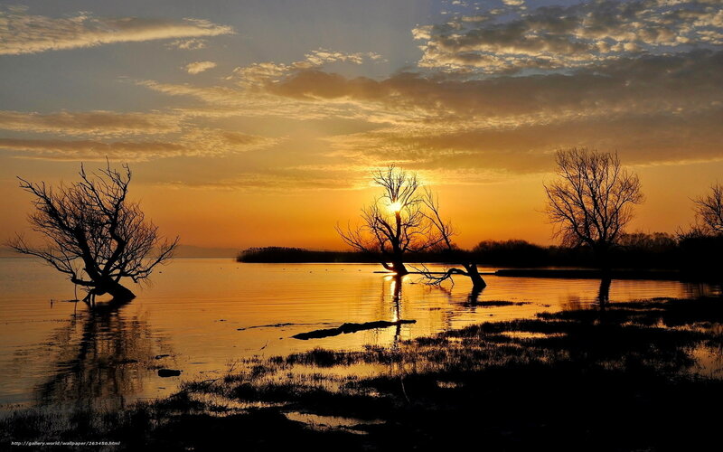 Silhouetted Trees in Water — Orange, Serene