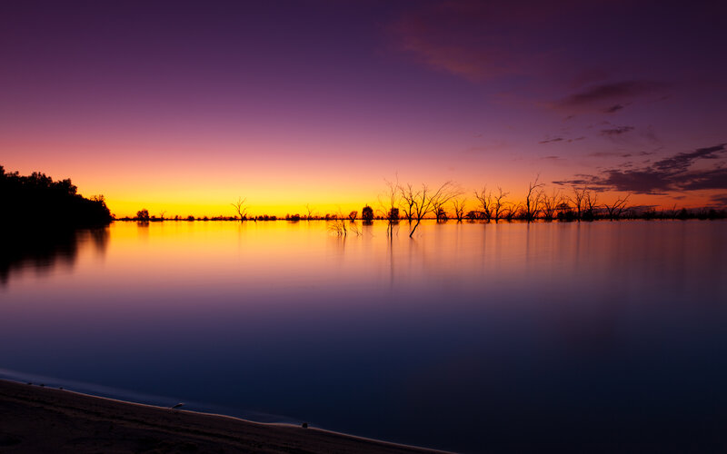 Silhouetted Trees in Water — Purple
