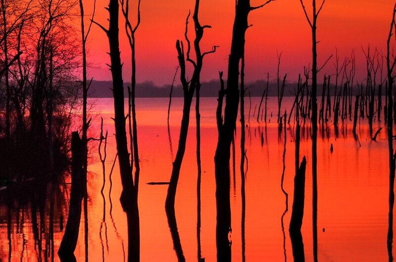 Silhouetted Trees in Water — Red, Dramatic