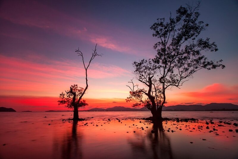 Silhouetted Trees in Water — Red, Serene