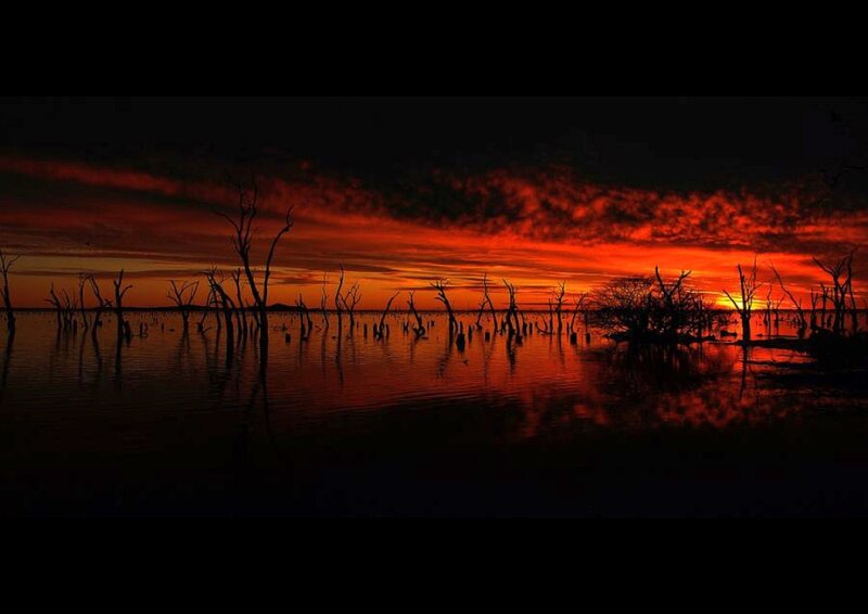 Silhouetted Trees in Water — Red