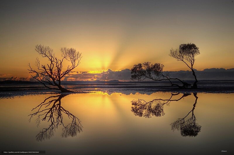 Silhouetted Trees in Water — Yellow, Serene, Sunset