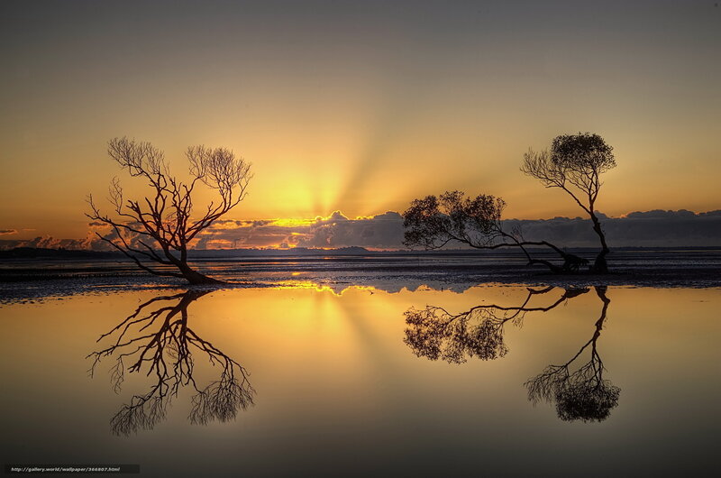 Silhouetted Trees in Water — Yellow, Serene