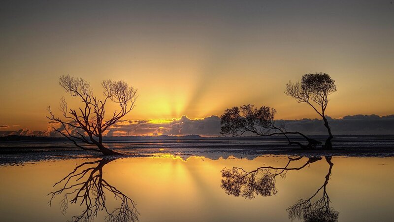Silhouetted Trees in Water — Yellow