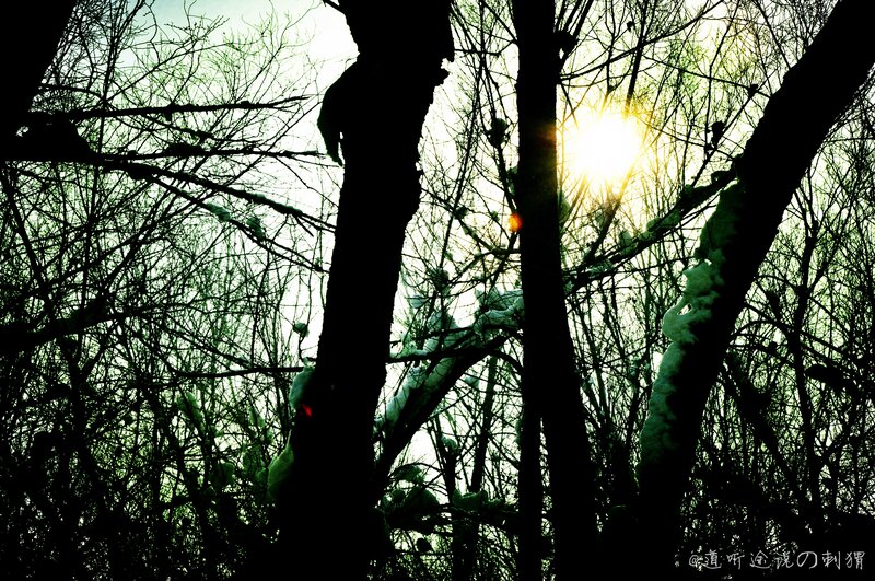 Silhouetted Trees in Winter — Black
