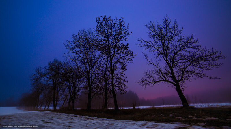 Silhouetted Trees in Winter