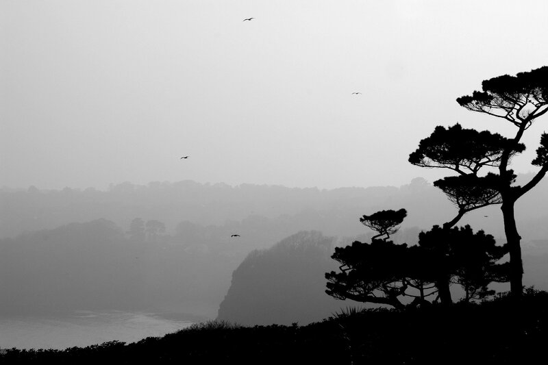 Silhouetted trees on a foggy coast