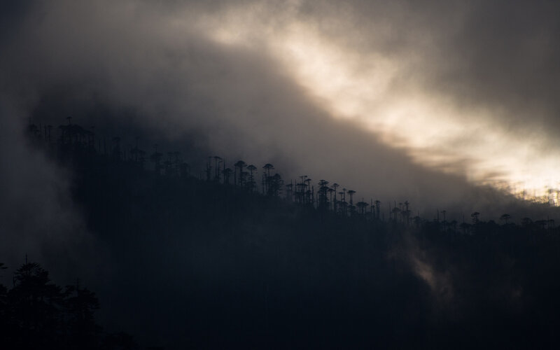 Silhouetted Trees on a Hill — Black