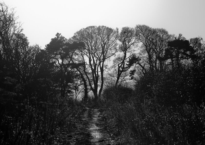 Silhouetted trees on a path