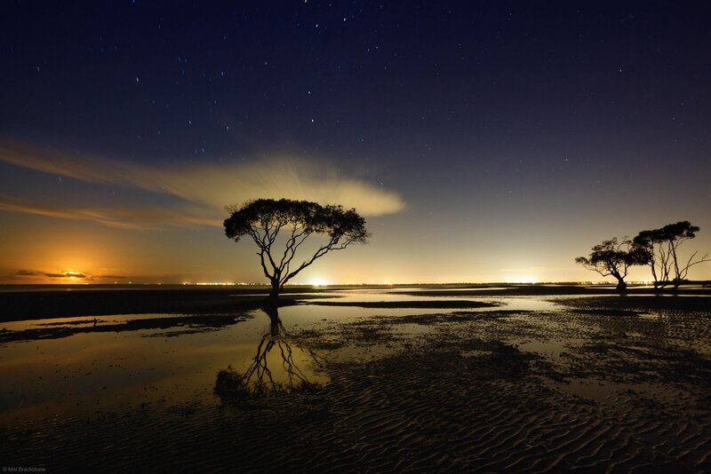 Silhouetted Trees on Beach — Blue