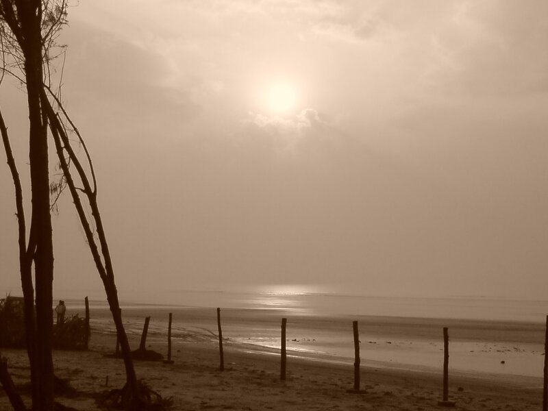 Silhouetted Trees on Beach — Brown