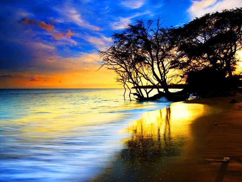 Silhouetted Trees on Beach