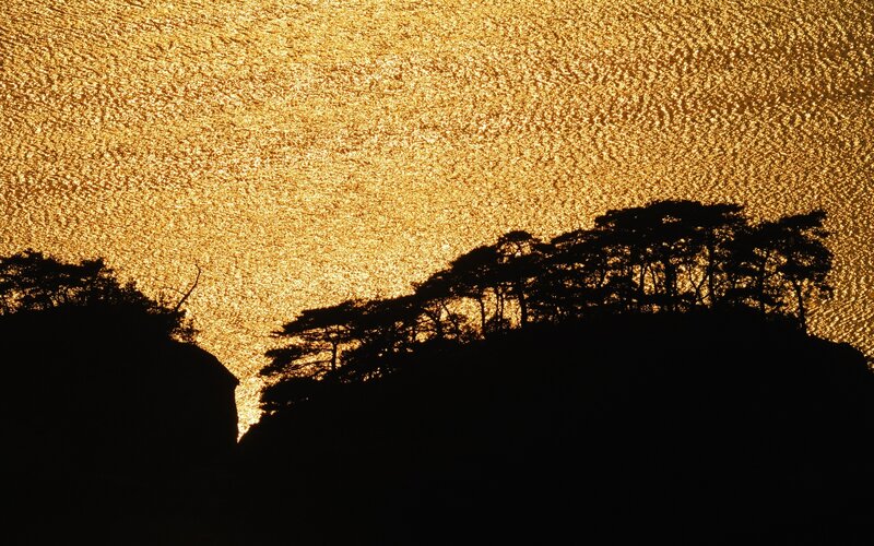Silhouetted Trees on Hill — Black, Dramatic, Sunset