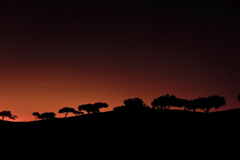 Silhouetted Trees on Hill — Black, Serene