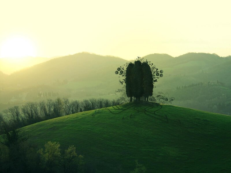 Silhouetted Trees on Hill — Green, Serene, Sunrise