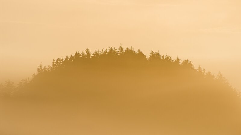 Silhouetted Trees on Hill — Orange