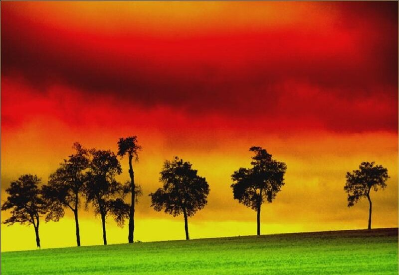 Silhouetted Trees on Hill