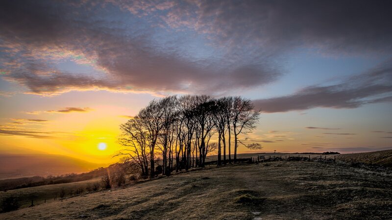 Silhouetted Trees on Hill — Yellow