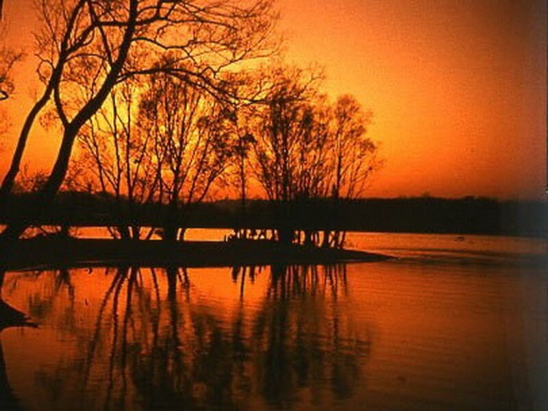 Silhouetted Trees on Island — Orange