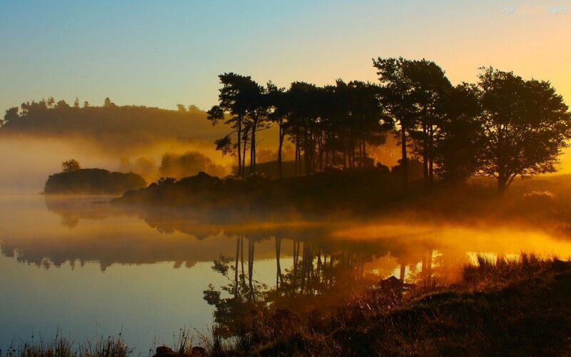 Silhouetted Trees on Lake — Gold