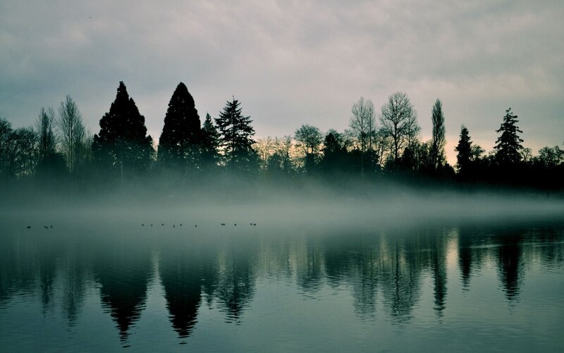 Silhouetted Trees on Lake — Gray, Serene