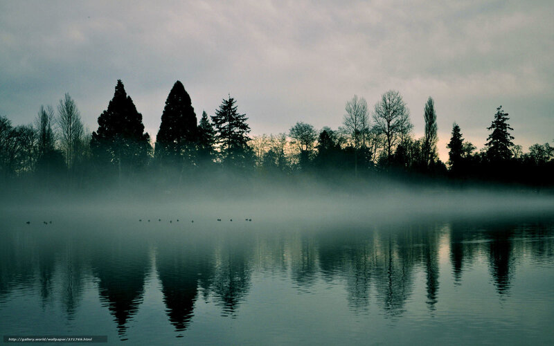 Silhouetted Trees on Lake — Gray
