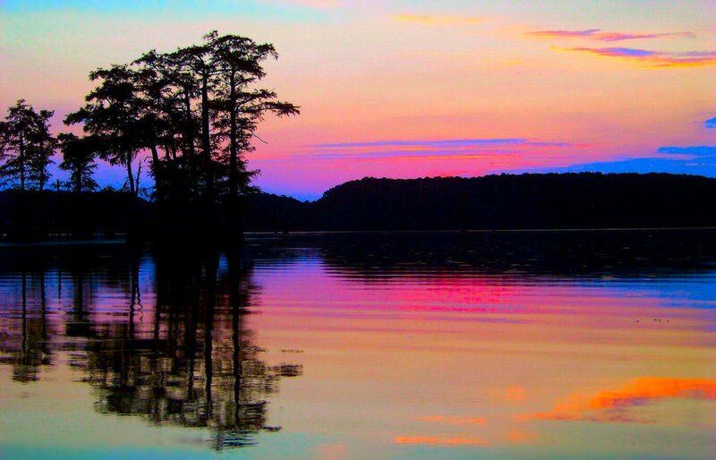 Silhouetted Trees on Lake — Pink