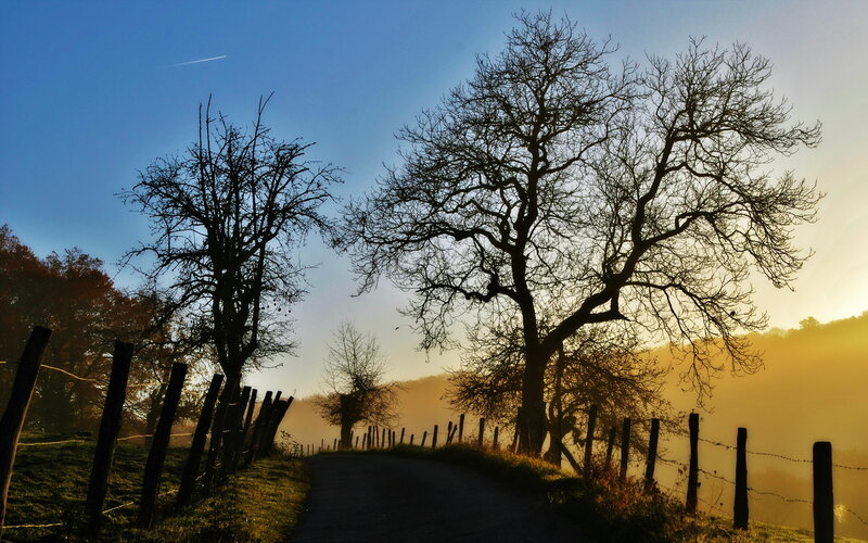 Silhouetted Trees on Road