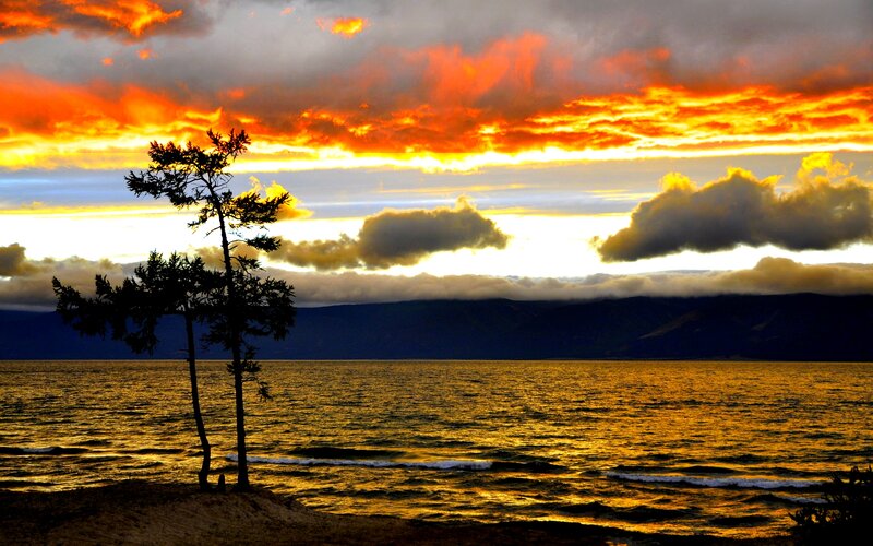 Silhouetted Trees on Shore