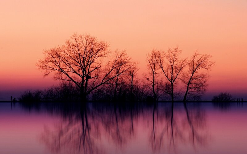 Silhouetted Trees on Water