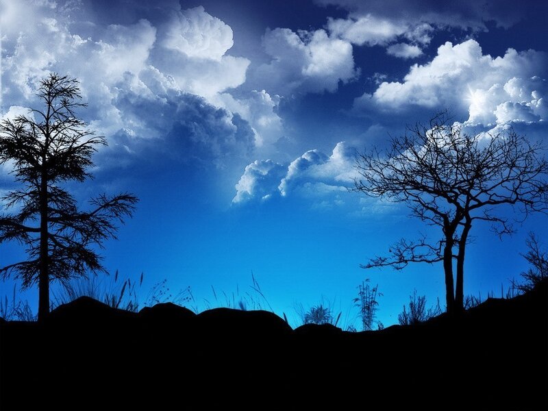 Silhouetted trees under a blue sky
