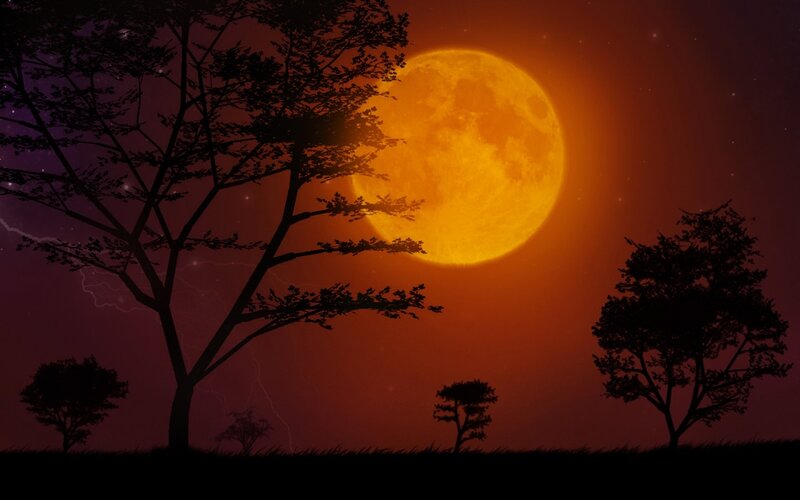 Silhouetted trees under a full moon