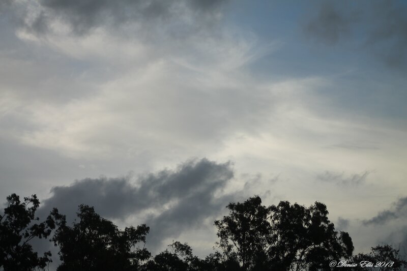 Silhouetted Trees under Clouds — Gray
