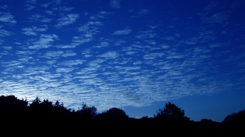 silhouetted trees under cloudy sky