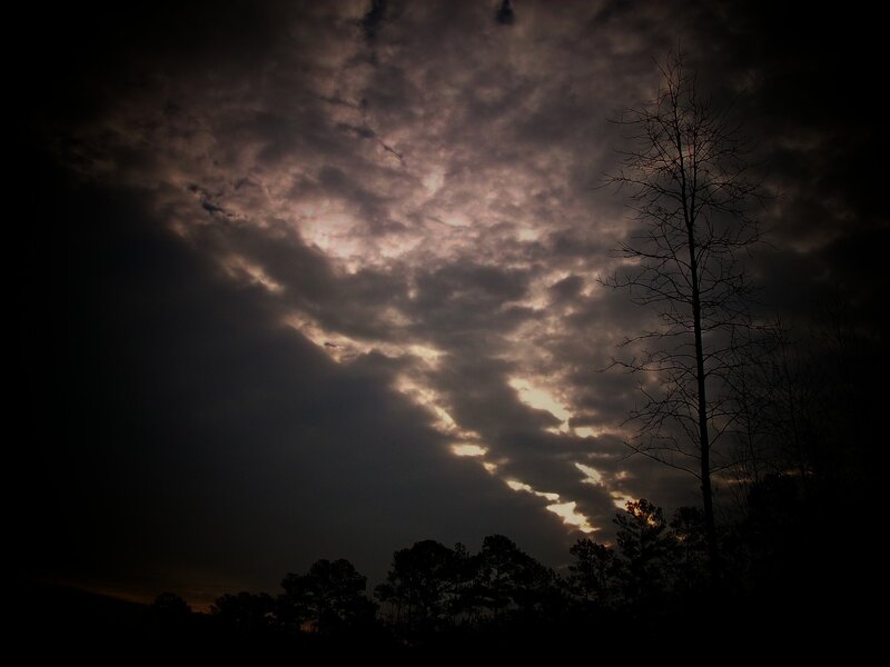 Silhouetted Trees under Cloudy Sky — Black