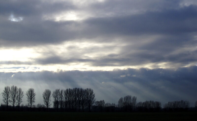 Silhouetted Trees under Cloudy Sky — Gray